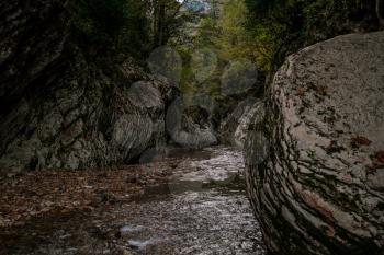 yew-boxwood grove in Sochi, Khosta, Russia. Yew tree and boxwood tree Grove with forest path among rocks and moss in summer.