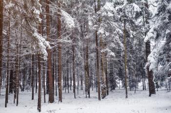 Pine trees are covered with snow on a frosty evening. Beautiful winter photo