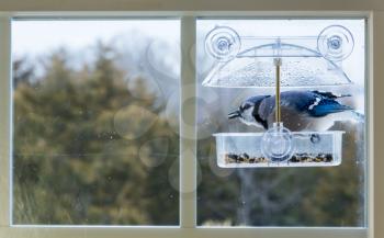 Large blue jay bird in window attached birdfeeder on a wet cold day in winter