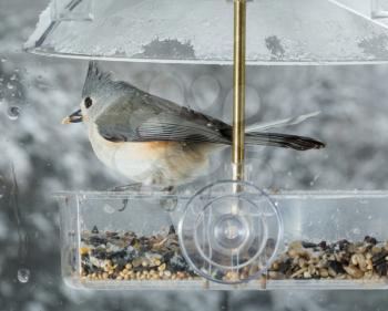 Tufted Titmouse bird in window attached birdfeeder on a wet cold day in winter