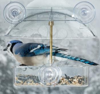 Large blue jay bird in window attached birdfeeder on a wet cold day in winter