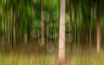 Artistic blurred motion image of plantation of Mahogany trees in Kauai, Hawaii, USA