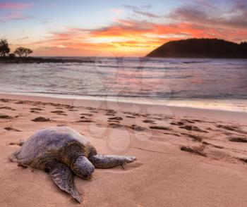 Beached green sea turtle on sand at Moloa'a Beach on east coast of Kauai in Hawaii