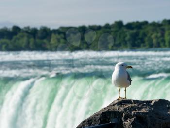 Seagull overlooks Canadian or Horseshoe waterfall from Canadian side of Niagara Falls