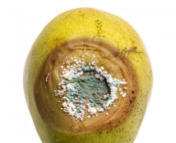 Close up if the green and white areas of fungus growing on a rotting pear isolated against white background