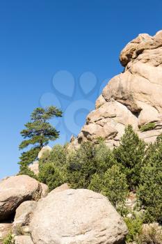 Lone old ponderosa pine tree grows from rocky plateau by Turtle Rocks near Buena Vista Colorado, famous for climbing