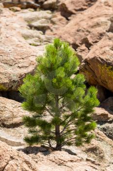 Small young ponderosa pine tree grows from rocky plateau by Turtle Rocks near Buena Vista Colorado, famous for climbing