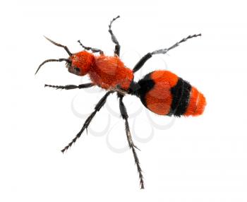 Isolated macro photo of cow killer or Velvet ant, that is actually a wingless wasp but has a very painful sting