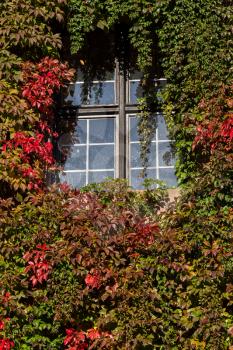 Growth of red and green ivy leaves cover the walls of Nuremberg Castle in Germany
