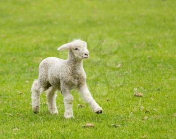 Small cute lamb gambolling in a meadow in New Zealand farm
