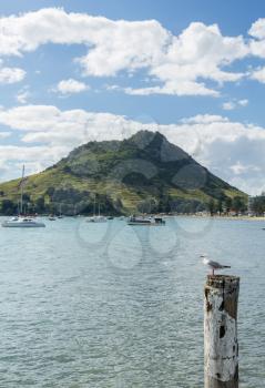 Bay and harbour at Tauranga with calm water in front of the Mount