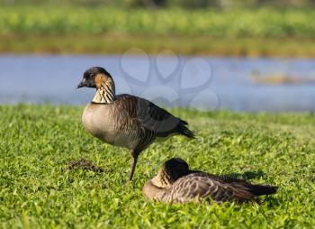 Nene ducks or geese in Hanalei Valley on island of Kauai with Taro plant pools or ponds in background