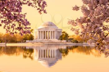 Sun rising illuminates the Jefferson Memorial and Tidal Basin with bright pink cherry blossoms framing the monument