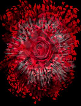 Detailed close shot of velvet red rose on black background breaking into many pieces to suggest either a breakup or perhaps excitement as the rose devolves into abstract illustration