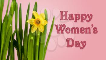 Happy Women's Day or International Womens Day celebrated on March 8th. Pink background image with yellow daffodils