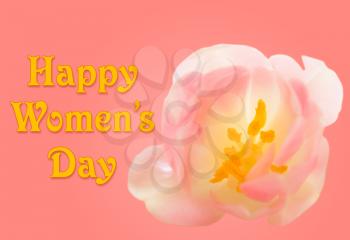 Happy Women's Day or International Womens Day celebrated on March 8th. Pink background image with tulip blossom