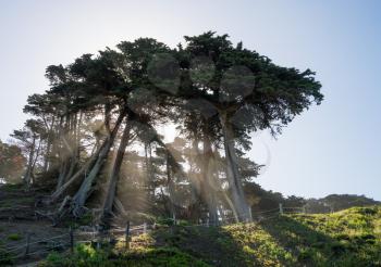 Bright sun beams stream from branches and trunks of large fir or pine trees on coast by Baker Beach San Francisco Bay in California