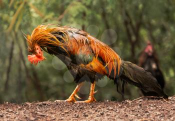 Free ranging wild poultry cockerel on Hawaiian island of Kauai soaking wet after a drenching rain storm