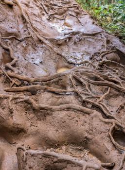 Very slippery and muddy pathway from Princeville to Queens Bath on coast of Kauai in Hawaii