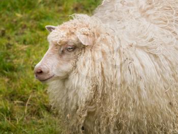 Sheep portrait with long white wool on Norwegian farm near Bergen