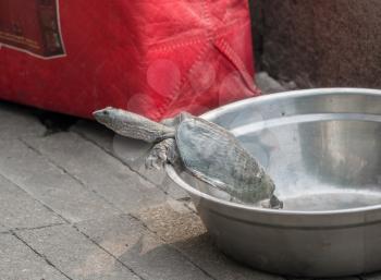 Containers of turtles and fish for sale after catch in River Hai in Tianjin