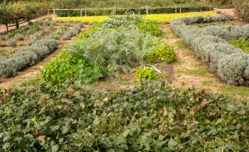 Vegetables and herbs growing in traditional rural kitchen garden