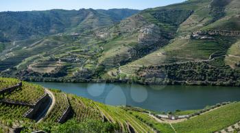 Terraces of grape vines for port wine production line the hillsides of the Douro valley near Pinhao in Portugal