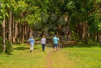 Senior adults walking on the Wai Koa Loop trail or track leads through plantation of Mahogany trees in Kauai, Hawaii, USA