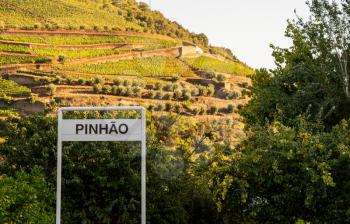 Terraces of grape vines for port wine production line the hillsides of the Douro valley by Pinhao railway station