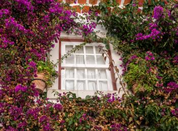 Flowering bush surrounds window in the old medieval walled city of Obidos in Portugal