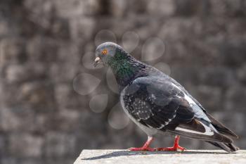 Profile of wild pigeon on the old city walls of Dubrovnik in Croatia