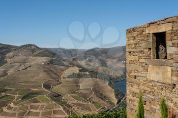 Terraces of grape vines for port wine production line the hillsides of the Douro valley in Portugal