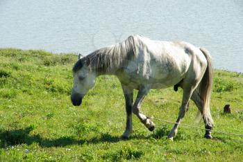 Horse among green grass in nature. Brown horse. Grazing horses in the village.