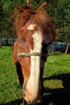 Horse among green grass in nature. Brown horse. Grazing horses in the village.