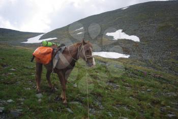 Horse among green grass in nature. Brown horse. Grazing horses in the village.