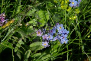 Beautiful mountain flowers. Flora of mountain ranges.