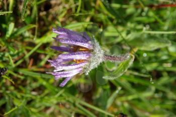 Beautiful mountain flowers. Flora of mountain ranges.