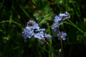 Beautiful mountain flowers. Flora of mountain ranges.