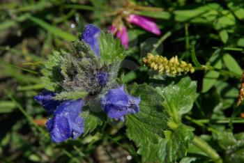 Beautiful mountain flowers. Flora of mountain ranges.