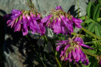 Beautiful mountain flowers. Flora of mountain ranges.