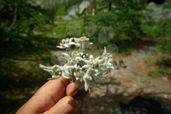 Beautiful mountain flowers. Flora of mountain ranges.