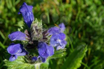 Beautiful mountain flowers. Flora of mountain ranges.