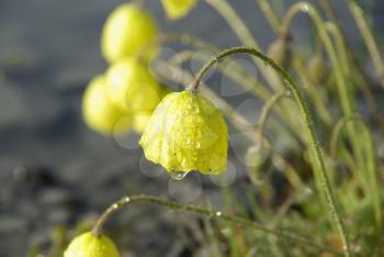 Beautiful mountain flowers. Flora of mountain ranges.