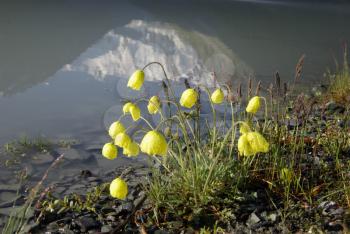 Beautiful mountain flowers. Flora of mountain ranges.