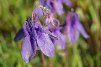 Beautiful mountain flowers. Flora of mountain ranges.