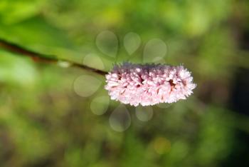 Beautiful mountain flowers. Flora of mountain ranges.