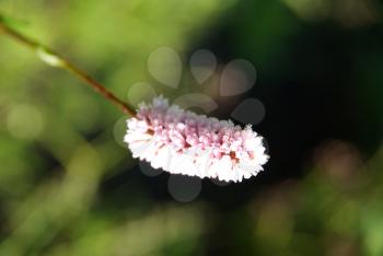 Beautiful mountain flowers. Flora of mountain ranges.