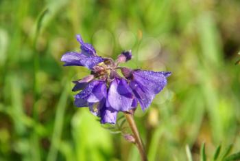 Beautiful mountain flowers. Flora of mountain ranges.