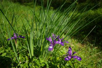 Beautiful mountain flowers. Flora of mountain ranges.