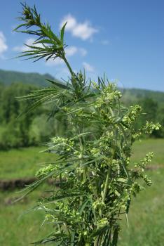 Beautiful mountain flowers. Flora of mountain ranges.